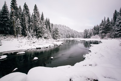 雪江松树